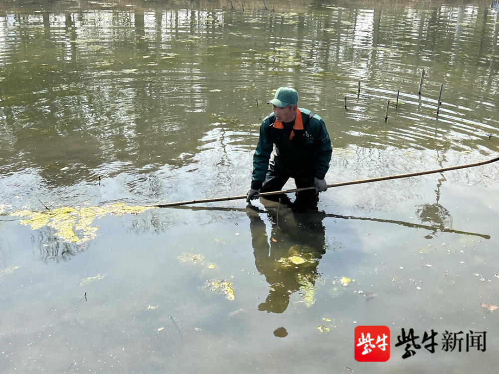 春日溫暖，保潔工(gōng)人站在水塘裏清理浮萍